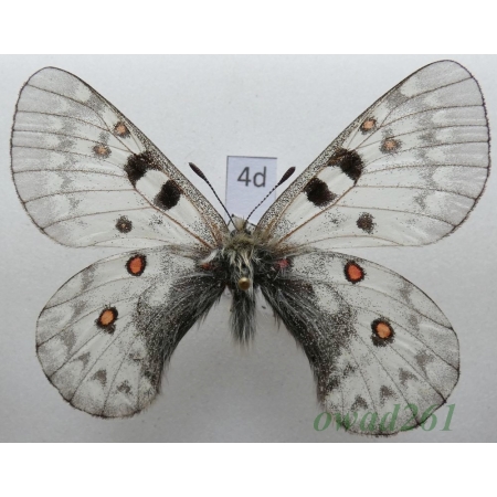 Parnassius jacquemontii Boisduval, 1836 male Tadjikistan4d